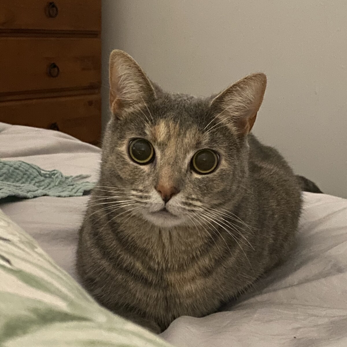 A grey tabby cat sitting in the loaf position, scored 66 out of 100 in this example Loafed share card